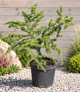 Cedrus atlantica ‘Nana’